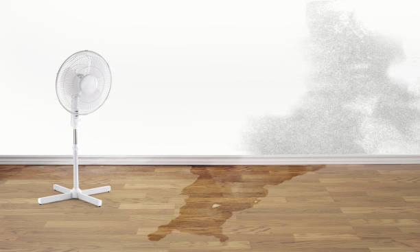 Best Water damage restoration near me  in Menahga, MN